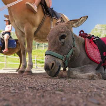 Heidi-Hotel Falkertsee Heidi Hotel 2019-07-23_0236