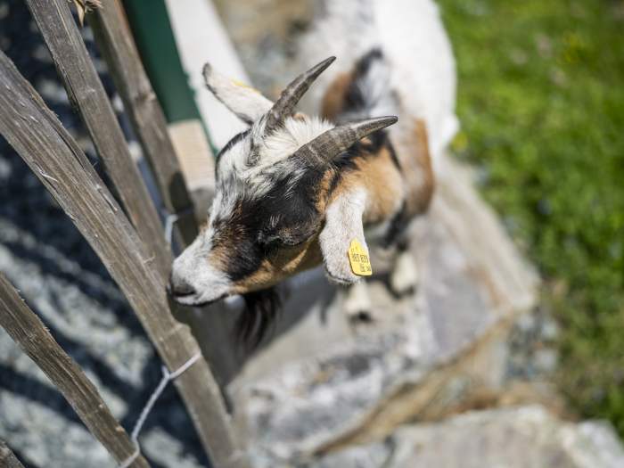 Heidi-Hotel Falkertsee 190-3799-print_HeidiHotel_Falkert_2023_by_Gert_Perauer